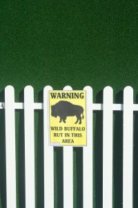 Wild Buffalo rutting