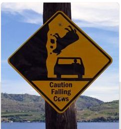 falling cows