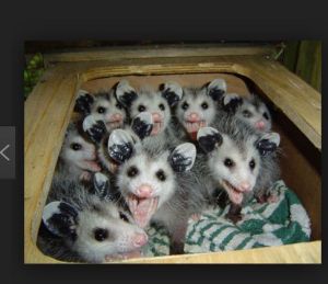 lots of possums in a picnic basket