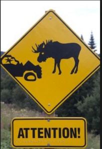 moose vs car