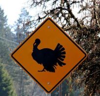 turkey crossing