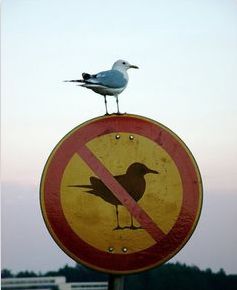 bird on no bird sign