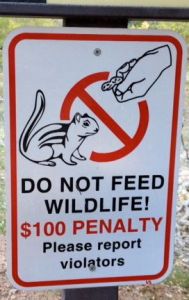 Dont feed squirell